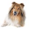 Rough collie