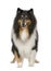 Rough Collie (9 years)