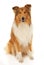 Rough Collie dog