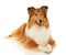 Rough Collie dog