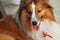 Rough Collie Dog