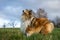 Rough collie looking forward to play