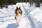 Rough collie running on snow