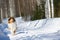 Rough collie running on snow