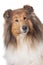 Rough Collie or Scottish Collie