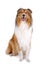 Rough collie - Scottish shepherd