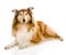 Rough collie - Scottish shepherd (lassie). sable color.