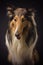 Rough collie - Scottish shepherd (lassie). sable color.