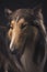 Rough collie - Scottish shepherd (lassie). sable color.