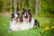 Rough collie and sheltie dogs