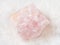 rough crystal of morganite (pink beryl) on white