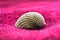 Rough details of a seashell on a soft towel for home decor or spa items