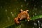 Rough Frilled Frog Rhacophorus appendiculatus
