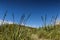 Rough grassland at Tauparikaka Marine Reserve, New Zealand