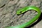 Rough green snake