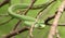 Rough green snake