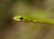 Rough Green Snake