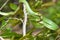 Rough Green Snake