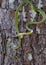 Rough Green Snake