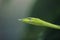 Rough Green Snake on Green Background