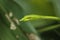 Rough Green Snake on Green Background