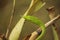 Rough Green Snake on Green Background