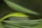 Rough Green Snake on Green Background