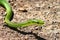 Rough Green Snake (Opheodrys vernalis)