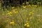 The Rough Hawksbeard Crepis biennis