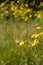 The Rough Hawksbeard Crepis biennis