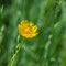 Rough hawksbeard (Crepis biennis) flower with small insect gathering nectar on