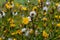 Rough Hawksbeard Crepis biennis plant blooming in a meadow