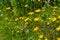 Rough Hawksbeard Crepis biennis plant blooming in a meadow