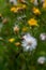 Rough Hawksbeard Crepis biennis plant blooming in a meadow