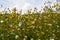 Rough Hawksbeard Crepis biennis plant blooming in a meadow