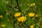 Rough Hawksbeard Crepis biennis plant blooming in a meadow