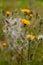 Rough Hawksbeard Crepis biennis plant blooming in a meadow