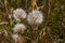 Rough Hawksbeard Crepis biennis plant blooming in a meadow