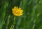 Rough hawksbeard flower in a wild field