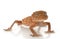 Rough Knob-tailed Gecko