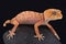 Rough knob-tailed gecko (Nephrurus amyae)