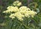 Rough leaf dogwood flower cluster