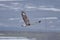 Rough legged buzzard Buteo lagopus