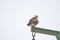 Rough legged buzzard Buteo lagopus