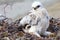 Rough-legged Buzzard (Buteo lagopus) chick in nest and lemming as prey. Novaya Zemlya, Arctic