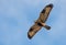 Rough-legged buzzard Buteo lagopus flies high in blue sky with spreaded wings