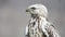 Rough-legged Buzzard. Buteo lagopus. In natural habitat. Close-up portrait. Male.