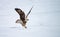 Rough-legged buzzard caught a mouse in winter