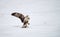 Rough-legged buzzard caught a mouse in winter