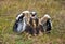 A rough-legged Buzzard chick